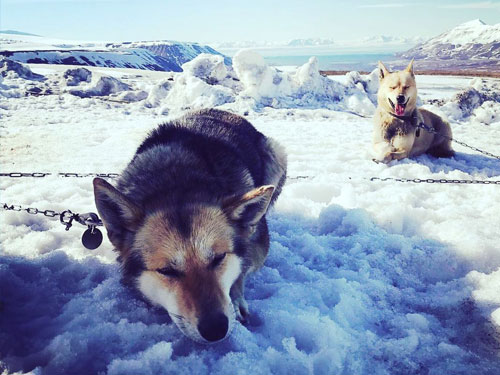 Huskies chilling in the snow