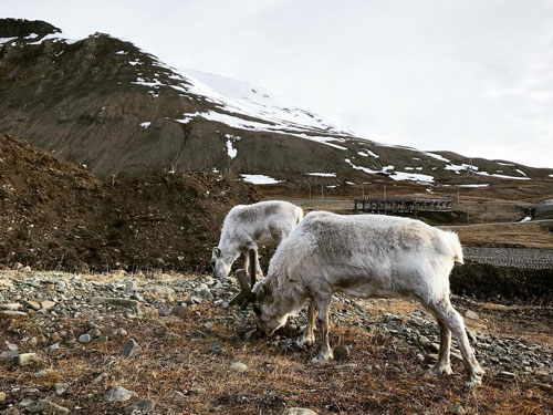 Two Svalbard reindeer